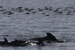 cetaceos