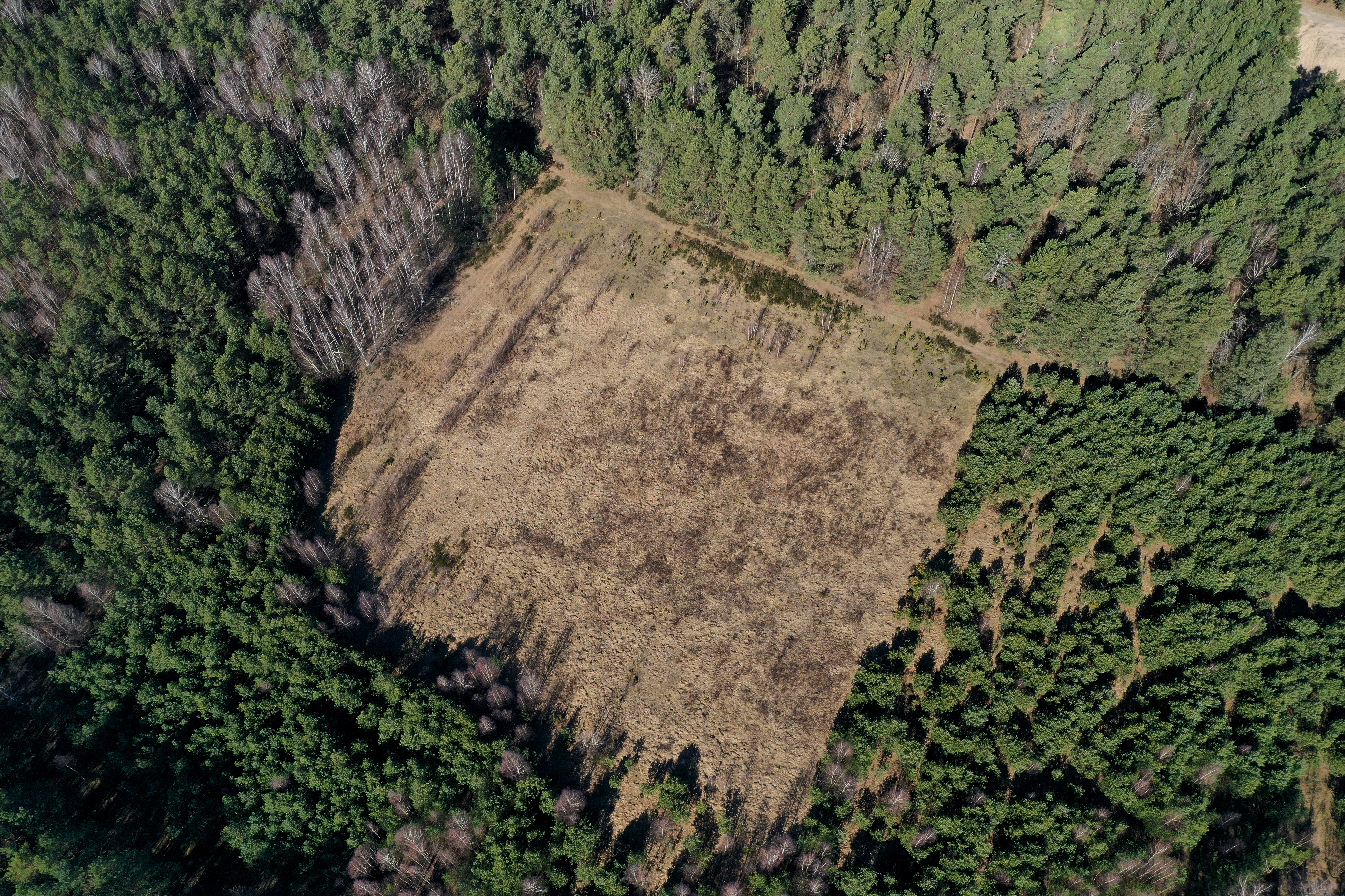 Consulta pública sobre la propuesta de Reglamento para luchar contra la deforestación importada