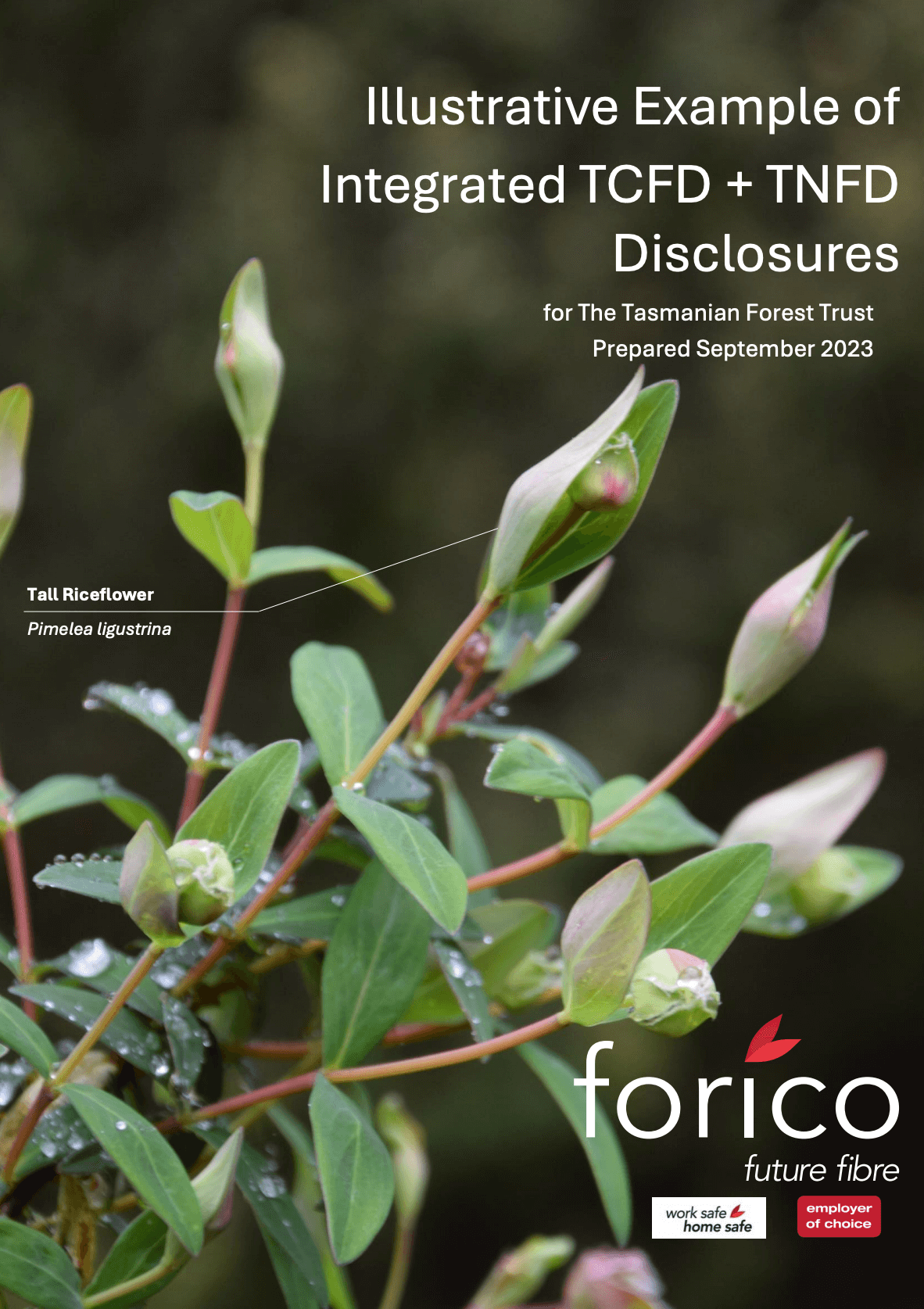 Integrated TCFD + TNFD Disclosures for The Tasmanian Forest Trust