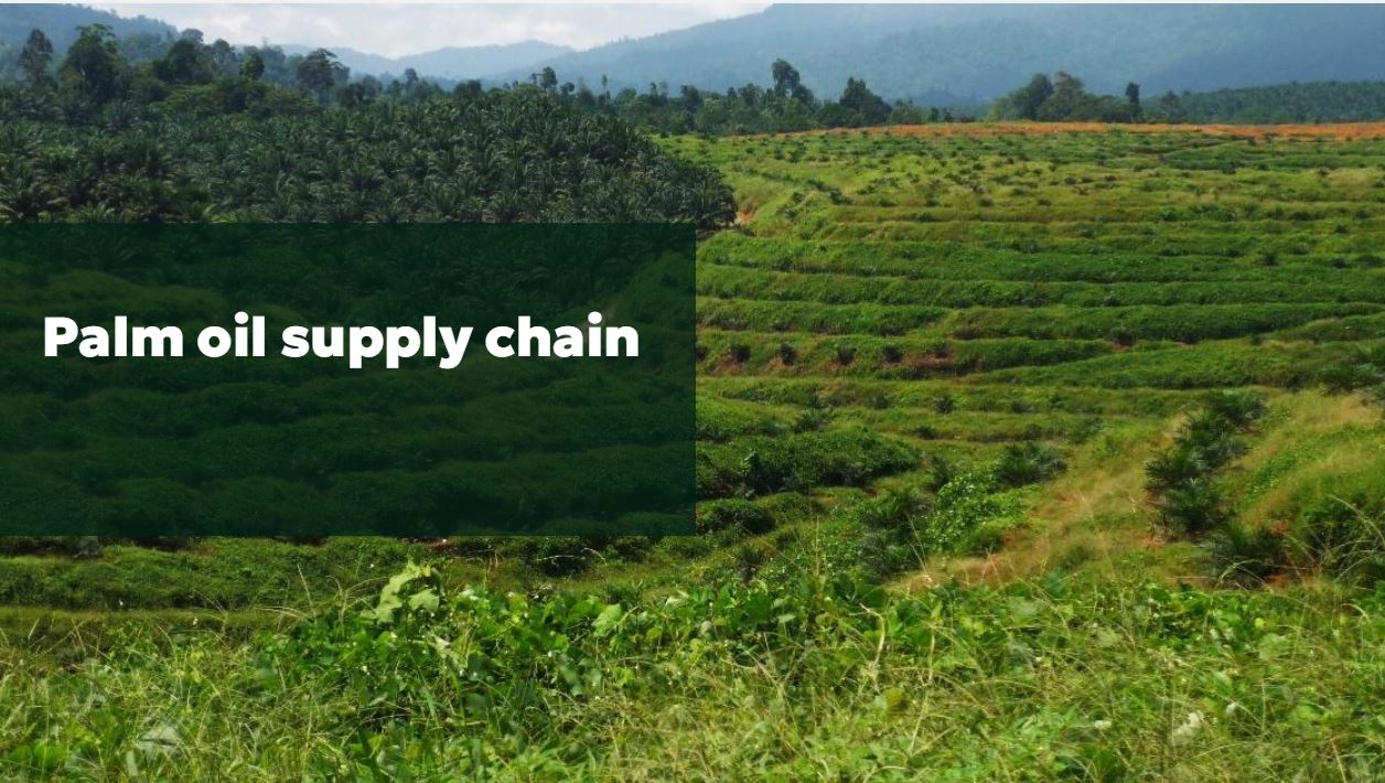 Palm Oil Supply Chain: Mapping Progress Toward Sustainable Agriculture